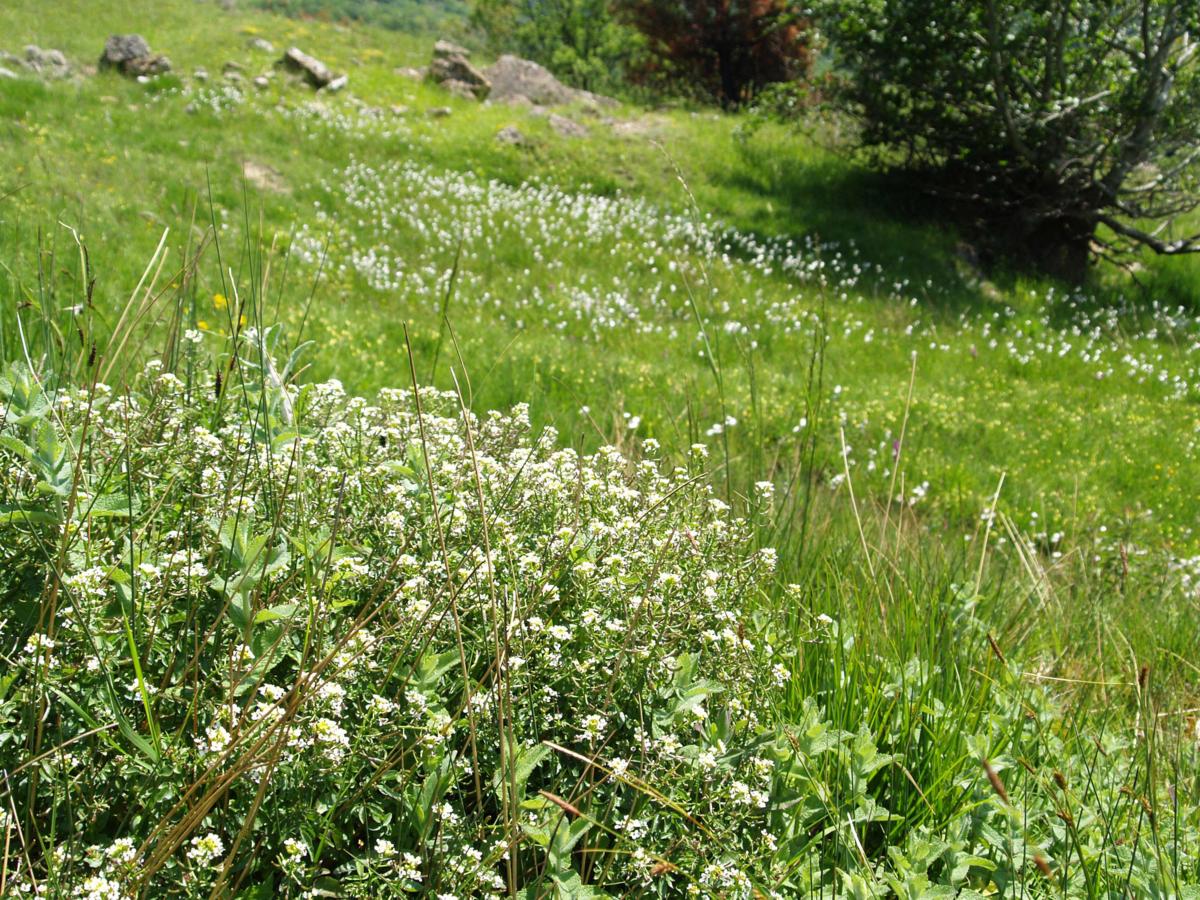 Watercress plant